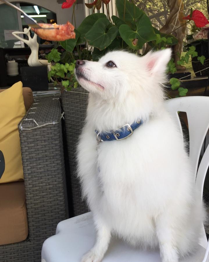 Bellagio Pets Friendly Resort Hongkong Kültér fotó